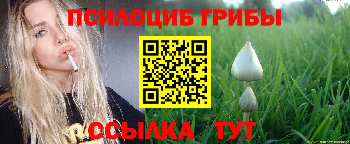 Галлюциногенные грибы Psilocybine cubensis  Тында 